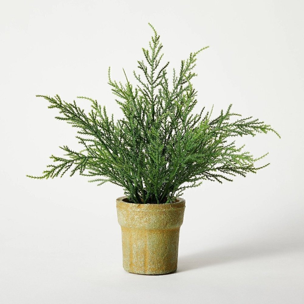 Studio McGee Small Potted Cypress - Threshold‎